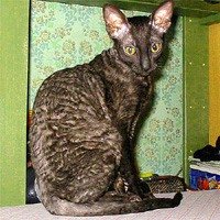 http://www.pitomec.ru/upload/admin/images/kinds/cats/kornich.jpg