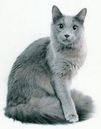 http://www.pitomec.ru/upload/admin/images/kinds/cats/nibelung2.jpg
