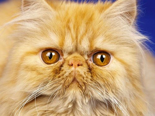 персидская кошка фото 1