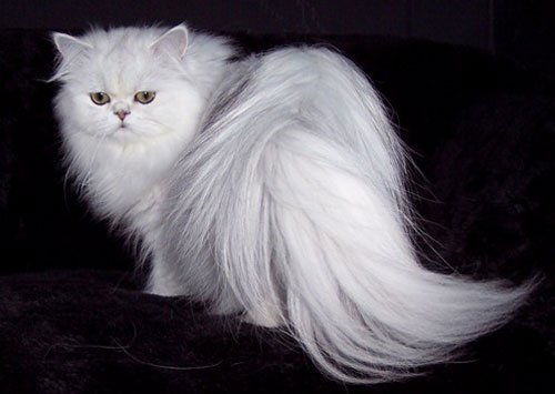 персидская кошка фото 4