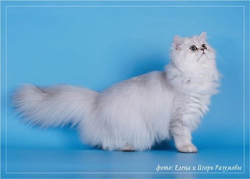 персидская кошка фото 7
