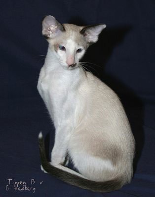 http://www.pitomec.ru/upload/admin/images/kinds/cats/seychellois-cat-4.jpg