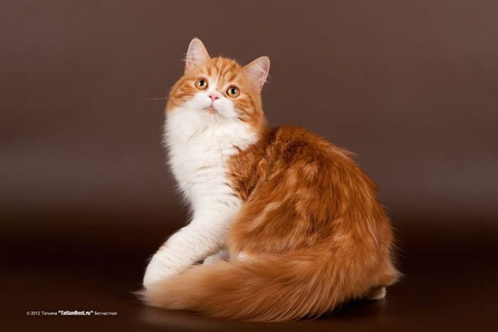 Шотландская длинношерстная кошка (хайленд страйт) фото 1