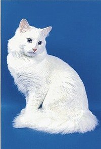 http://www.pitomec.ru/upload/admin/images/kinds/cats/turec_angora.jpg