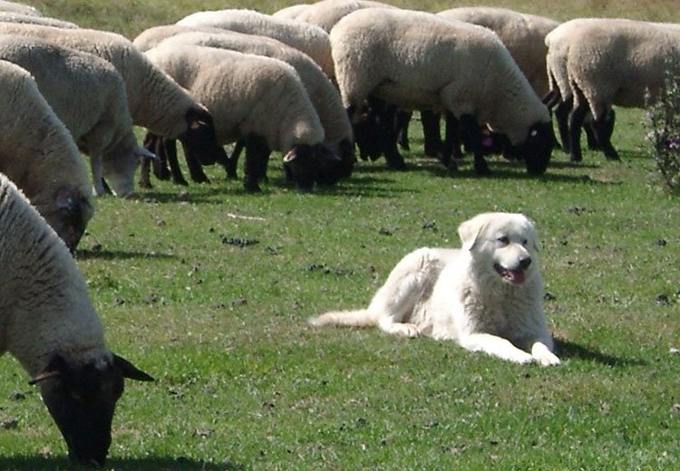 Маремма (абруццкая овчарка) - описание породы, фото 4