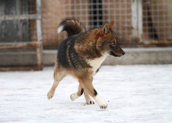 Шалайка или собака Сулимова фото 3