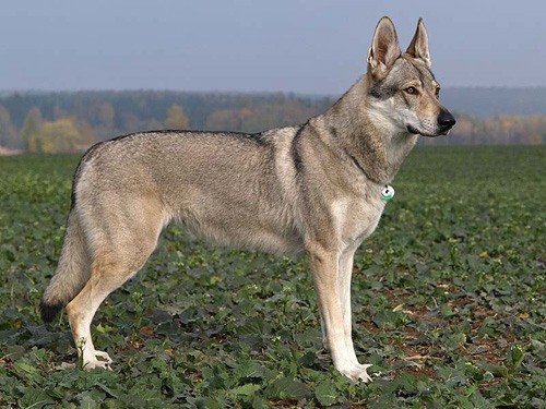 Чехословацкая волчья собака 