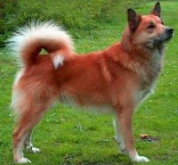 Исландская собака
