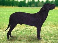 Мальоркская пастушья собака