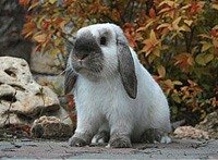 Кролик Американский Пушистый Вислоухий 