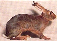 Кролик Бельгийский Заяц