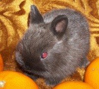 Кролик Цветной Карликовый
