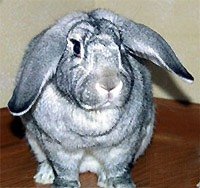 Кролик Гигантская Шиншилла  