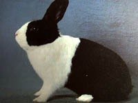 Кролик Голландец