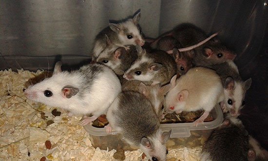 Мастомисы (натальные крысы) фото 2