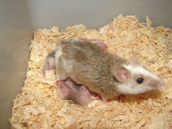 Мастомисы (натальные крысы) фото 4