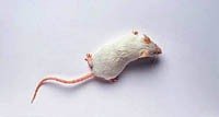 Мышь белая