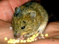 Мышь Мышовка