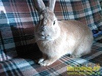 Кролик Паломино