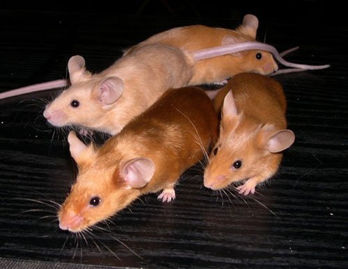 Сатиновая мышь фото 1
