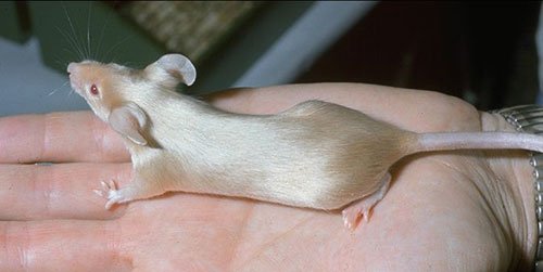 Сатиновая мышь фото 2