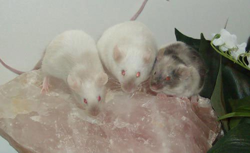 Сатиновая мышь фото 3