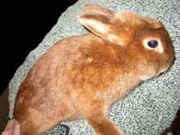 Кролик Сатиновый