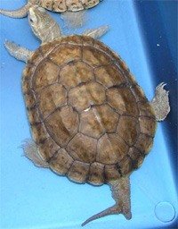 Каспийская черепаха 