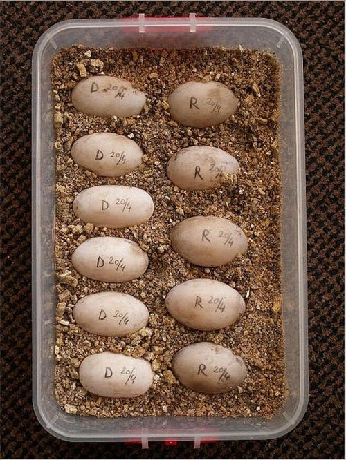 Яйца Среднеазиатской черепахи