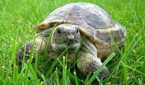 Среднеазиатская черепаха фото 5