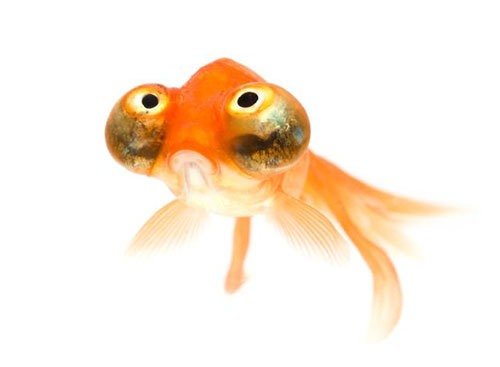 Золотая рыбка звездочет или небесное око фото 1