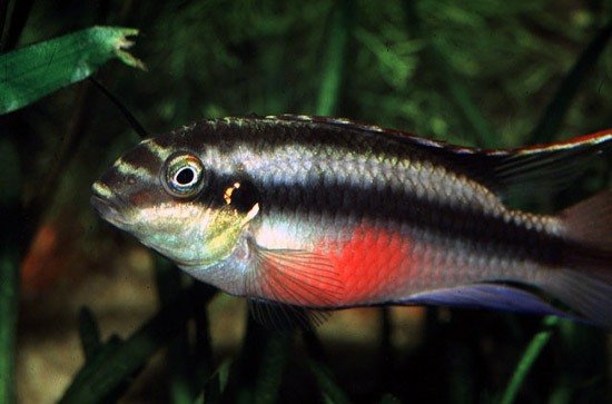 Цихлида-попугай - Pelvicachromis pulcher