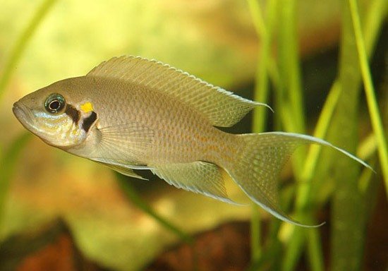 Аквариумная рыбка Принцесса Бурунди