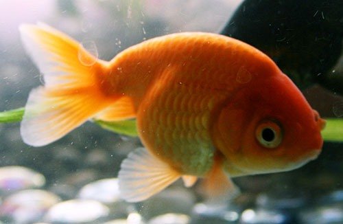 Золотая рыбка Ранчу фото 1