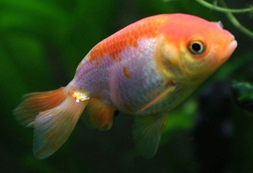 Золотая рыбка Ранчу фото 2