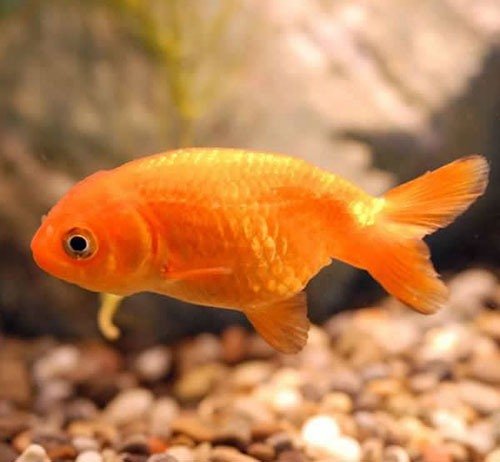 Золотая рыбка Ранчу фото 3