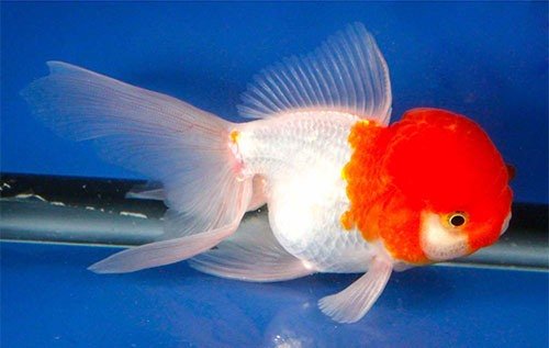 Золотая рыбка Оранда фото 3