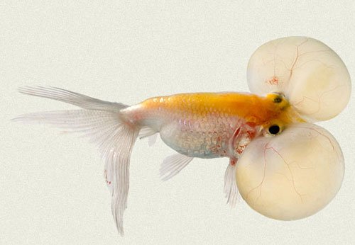 Золотая рыбка Водяные глазки фото 1