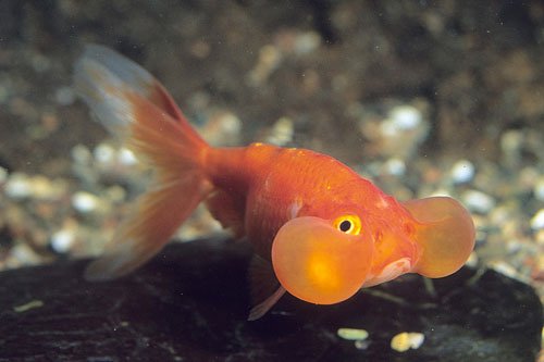 Золотая рыбка Водяные глазки фото 3