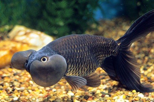 Золотая рыбка Водяные глазки фото 4