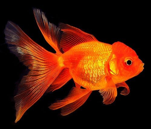 Золотая рыбка Оранда фото 1