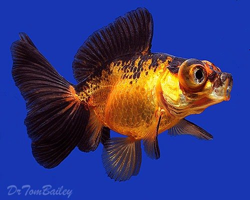 Золотая рыбка - телескоп фото 1