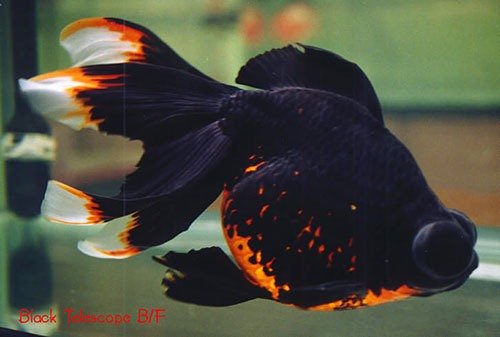 Золотая рыбка - телескоп фото 2