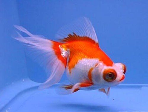 Золотая рыбка - телескоп фото 4