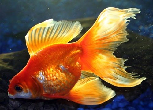Золотая рыбка Вуалехвост фото 1