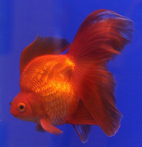 Золотая рыбка Вуалехвост фото 2