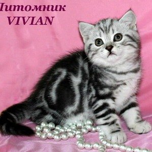 Питомник Vivian, объявление 355533, цена 25000 руб.