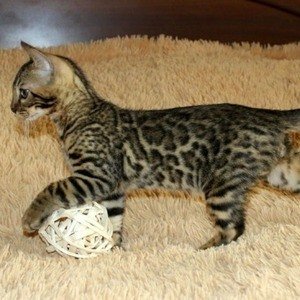 Бенгальские котята, объявление 355547, цена 20000 руб.