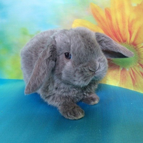 Декоративный карликовый кролик рекс, объявление 381695, цена 7000 руб.