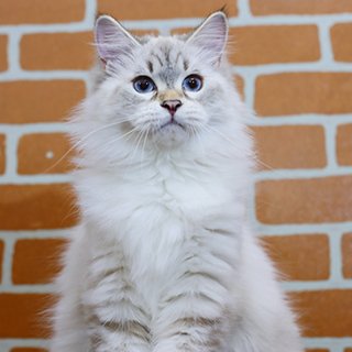 Невский маскарадный кот, объявление 402490, цена 24000 руб.